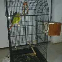گرینچیک+جفت