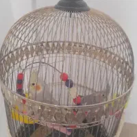 قفس عروس هلندی