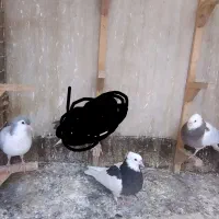 کبوتر کفتر ساده طوقی جوجه