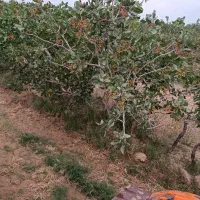 فروش باغ پسته