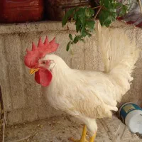 خروس