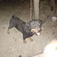 سگ روتوایلر