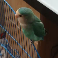 ی دونه طوطی برزیلی طرف ملاصدرا گم شده..
