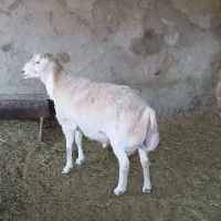 قوچ