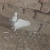 طوقی