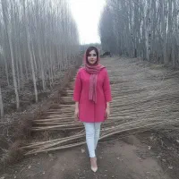 فروش نهال صنوبر صادراتی خرید مستقیم از تولیدکننده