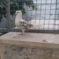 کبوتر هما