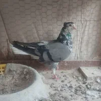 کبوتر بدرنگ