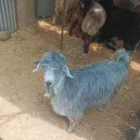 بره پلوار
