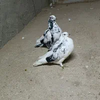 دو عدد کفتر نسل دار