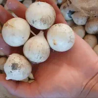 موسیر کوهی خریدارم