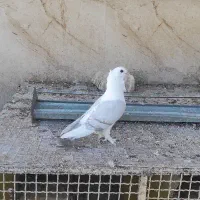 کبوتر ساتن و درخت خشک