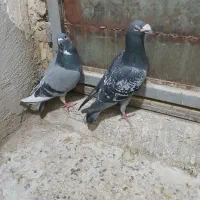 کبوتر پلاکی نر ماده