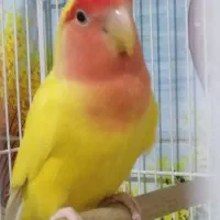برزیلی ماده