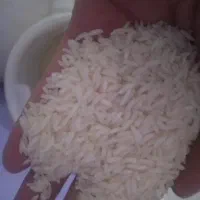 برنج هاشمی از دست کشاورز