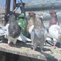 کفتر یاکبوتر  بهبهانی سینه.کله.دمبی