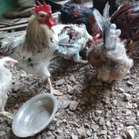 مرغ وخروس