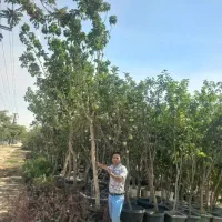 نهال‌ میوه بندار ۳تا۶ساله و کبوده صنوبر۱۰هزارتومان
