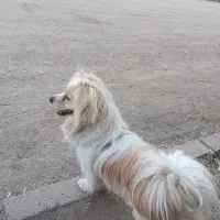 سگ پاکوتاه