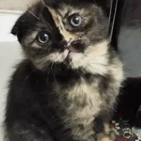 اسکاتیش دبل فولد