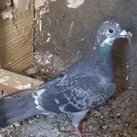 کفتر ماده