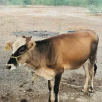 گاو نر و ماده