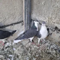 کفتر چادری