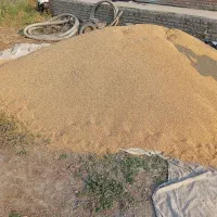 گندم بذری تکتاز و آراز