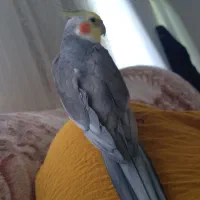 عروس نر سخنگو
