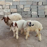 هویزه