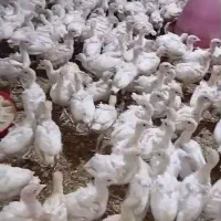 نیمچه بوقلمون بیوتی زرین اصل بوقلمون بیوتی 6