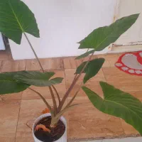 بابا ادم،کامپکت ،شامادورا