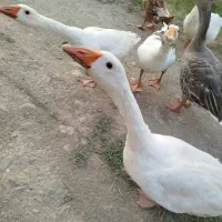 فروش غاز محلی