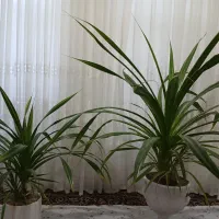 فروش گل