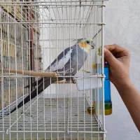 عروس هلندی