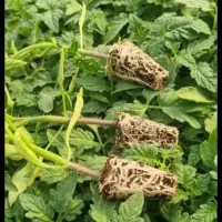 نشا گوجه گلخانه ای