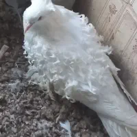 کبوتر جکسون