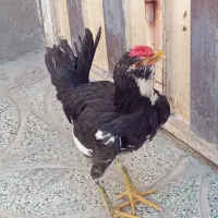 خروس گلین