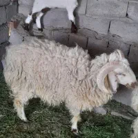 بره نر