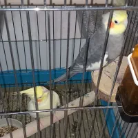 عروس هلندی باتخم وقفس