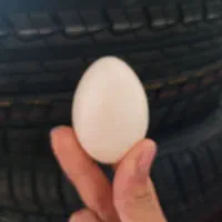 تخم اردک اسرائیلی نطفه دار