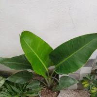 گل و گیاه،نخل نیکلای ، لیندا،،سرخس