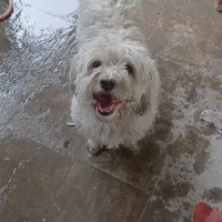 سگ شیتزو تریر