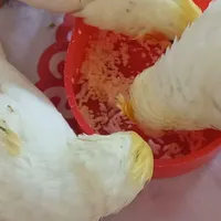 لوتینو چشم شرابی چهار ماهه|پرنده|رشت, انصاری|دیوار