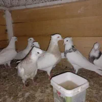 کفتر