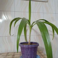 فروش تعدادی گل