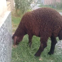 بره‌‌ماده‌فروشی