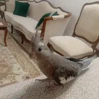 عروس هلندی