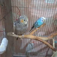عروس هلندی