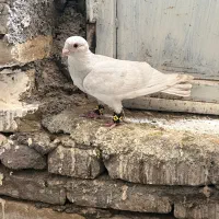 نقره ای زدوخوردی